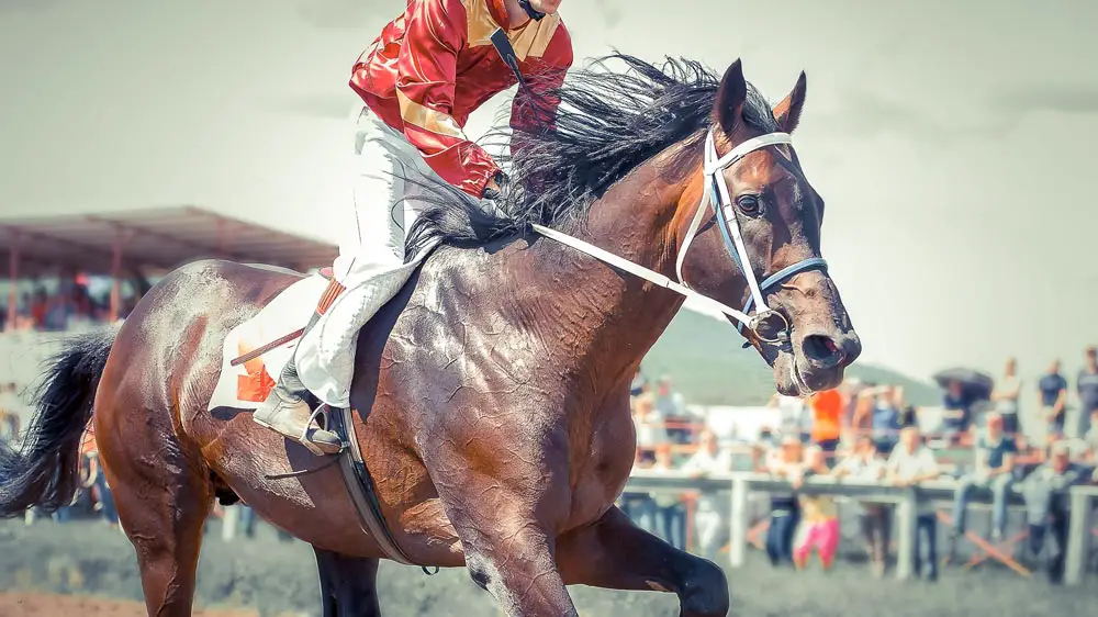 Kentucky Derby Racehorse