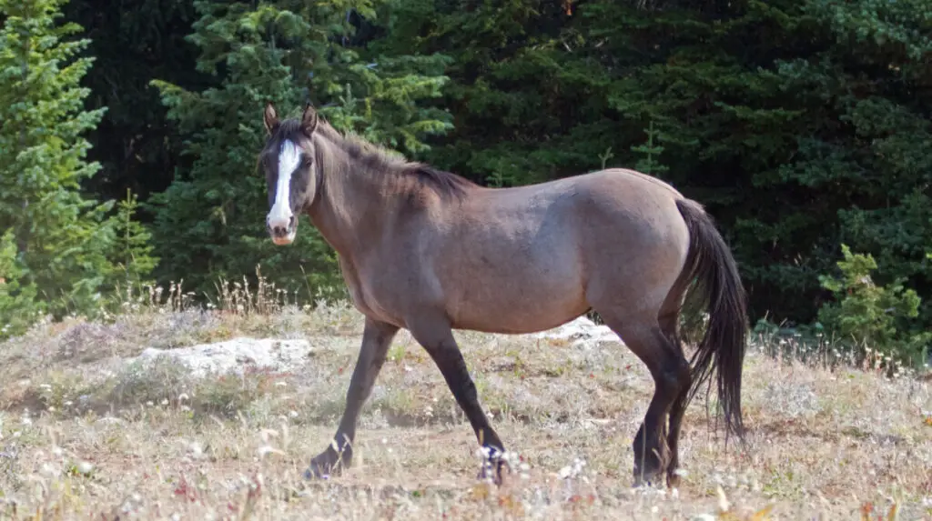 Gray Silver Grulla Mare