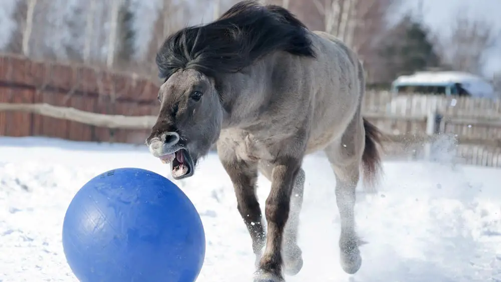 Wild Grulla Horse In Winter Playing With A Ball