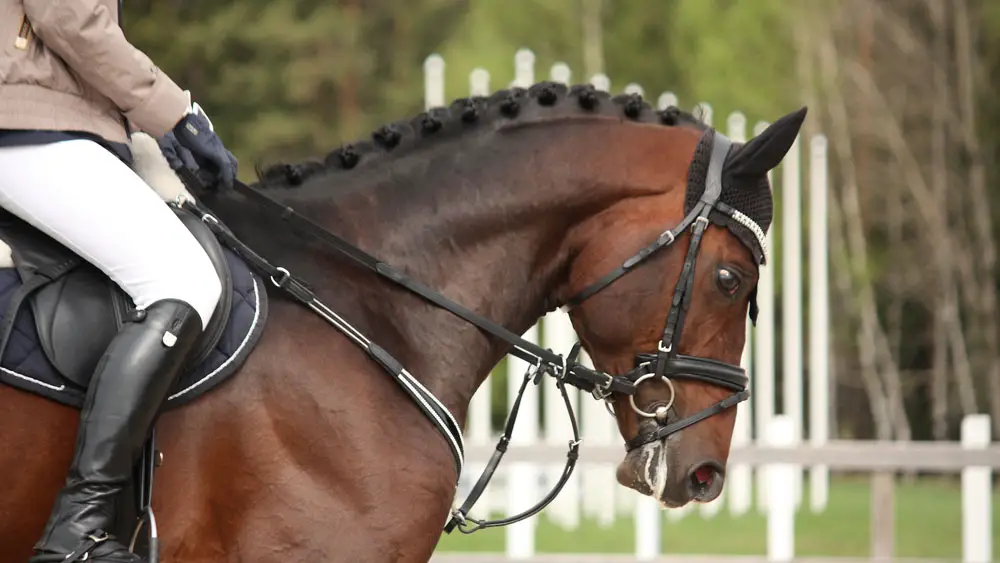 Beautiful sport horse portrait in horse show