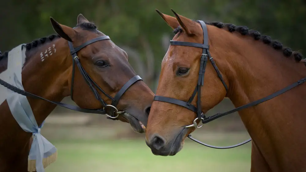 Sandardbred show horses