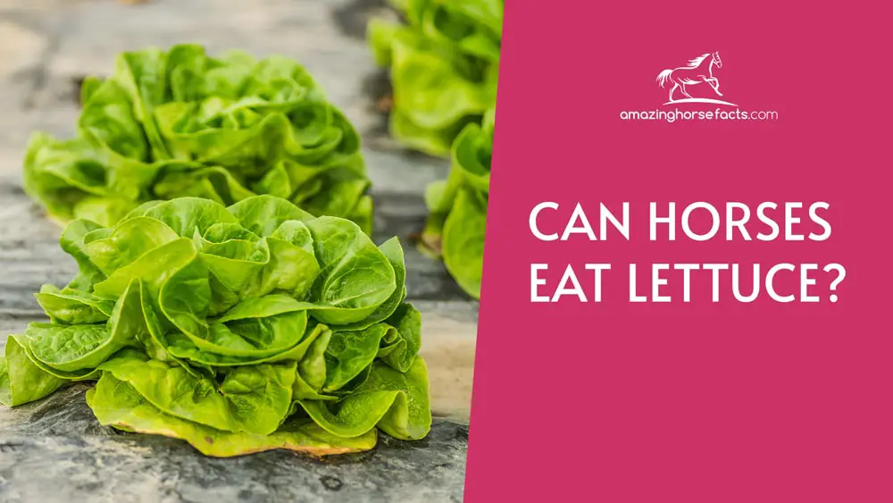 Can Horses Eat Lettuce