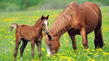 What Is A Baby Horse Called? (Includes Donkey Baby Name)